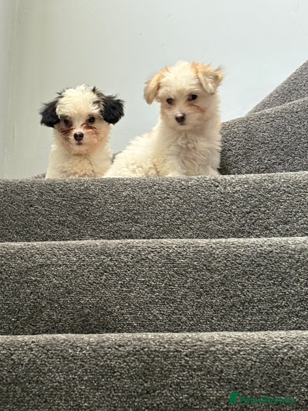 Chinese Crested dogs for sale: Cute Chinese Crested Powder Puffs..  - Image 8