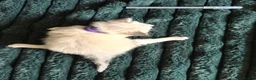 Ragdoll cats for sale: Beautiful Ragdoll Kittens Looking for Loving Home - Advert 6