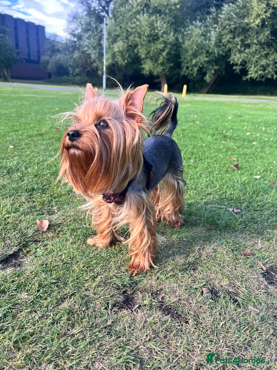 Yorkshire Terrier dogs for sale: 💔 Heartbreaking Sale of Our Beloved Chicky 💔 - Image 2