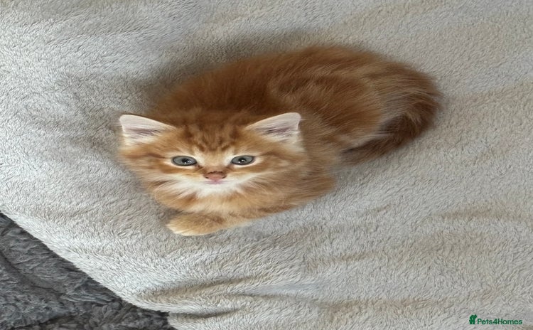 Maine Coon cats - Advert 3
