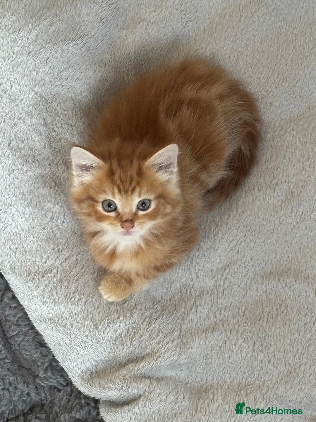 Maine Coon cats for sale: Unique 1/2 Maine Coone Kittens x 4  - Image 1