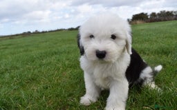 Old English Sheepdog dogs for sale: Stunning Old English Sheepdog Puppies KC Reg - Image 24
