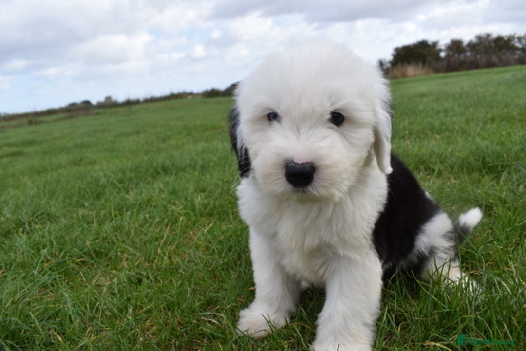Old English Sheepdog dogs for sale: Stunning Old English Sheepdog Puppies KC Reg - Image 24