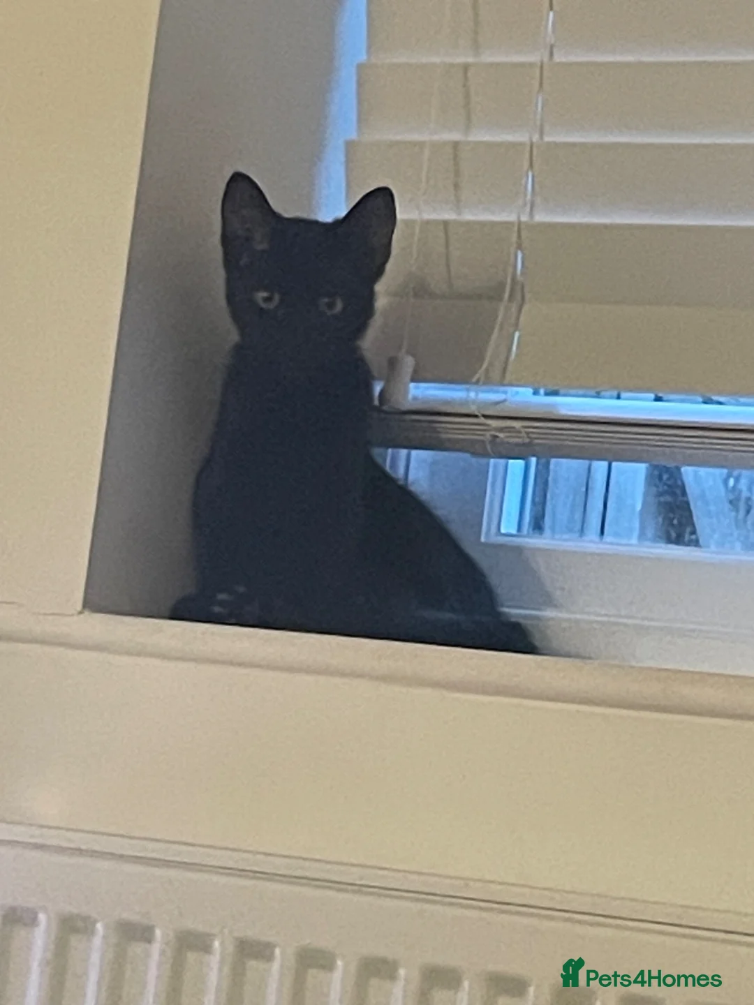 Mixed Breed cats for sale: Gorgeous little boy kitten  in Southampton - Advert 2