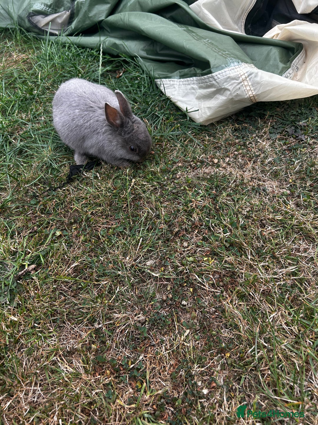 Mini Lop rabbits for sale: 2 female rabbits for sale  - Image 5