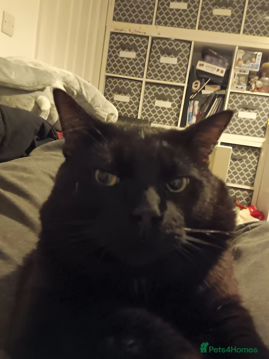 Domestic Shorthair cats for sale: SHADOW   **  in Wrexham - Advert 4