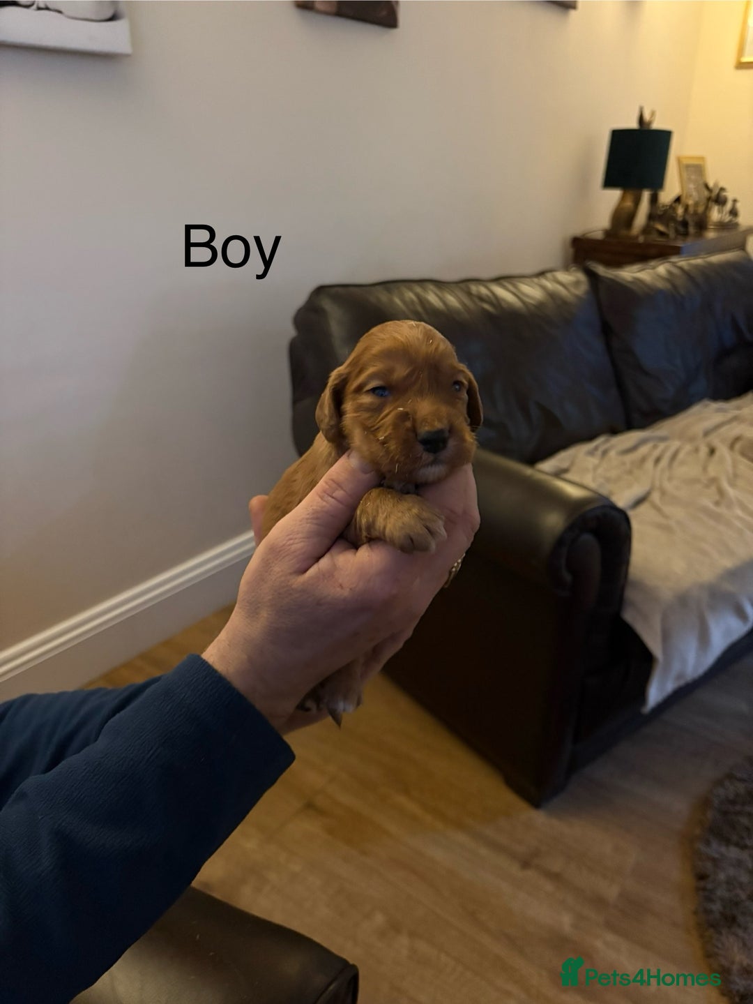 Cocker Spaniel dogs for sale: Cocker spaniels - Advert 2