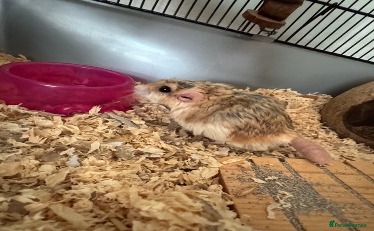 Gerbil rodents - Advert 1