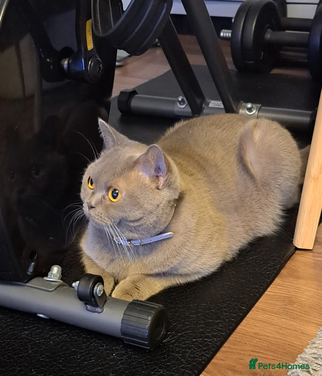 British Shorthair cats for sale: Bsh last male in Sheerness - Advert 7