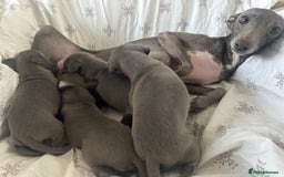 Italian Greyhound dogs for sale: 1 boy left  - Image 17