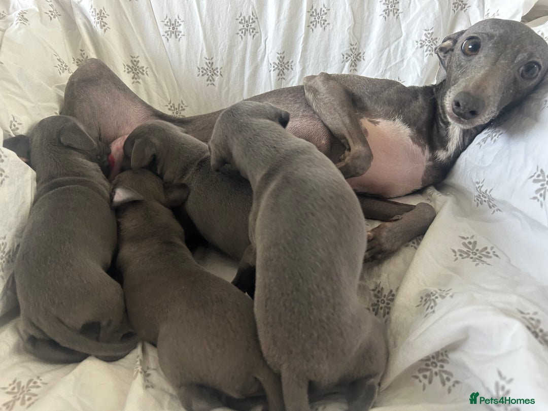 Italian Greyhound dogs for sale: 1 boy left  - Image 17