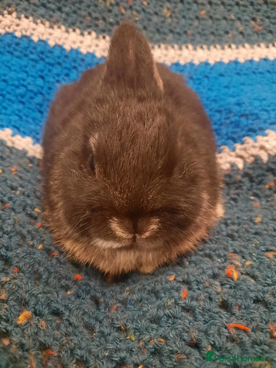 Netherland Dwarf rabbits for sale: Six Litters Of Netherland Dwarf Babies - Advert 2