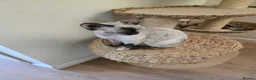Devon Rex cats for sale: Devon Rex Kittens - Advert 1
