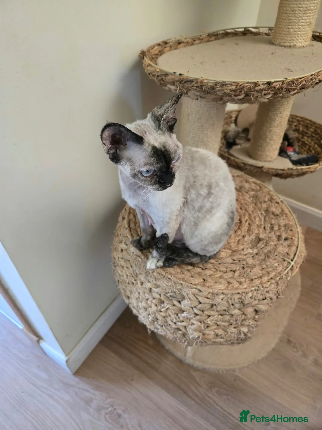 Devon Rex cats for sale: Devon Rex Kittens - Advert 1