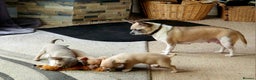 Chihuahua dogs for sale: Three Male Chihuahua Puppies - Advert 2