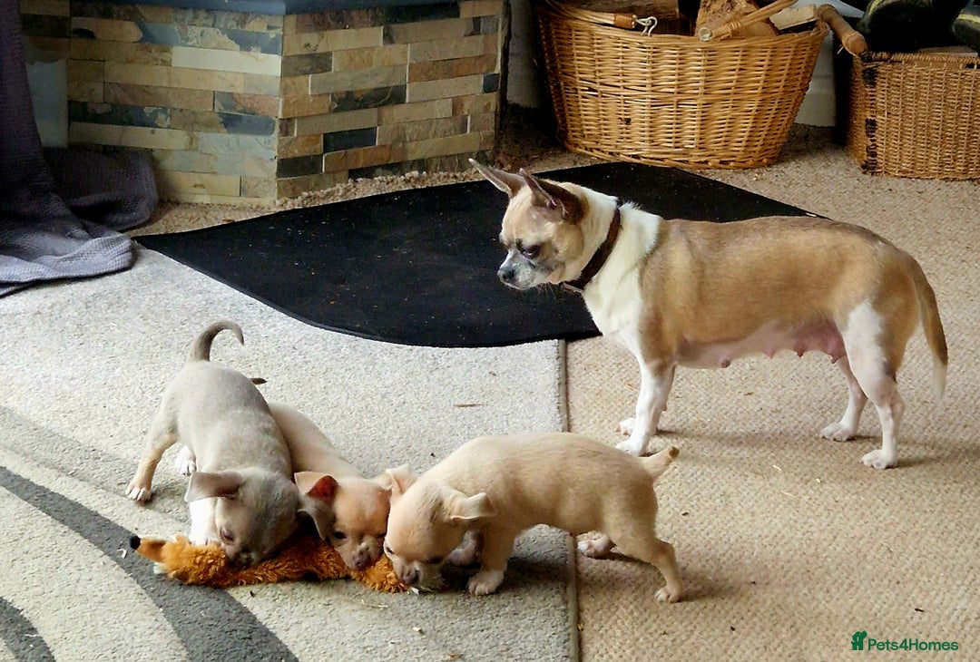 Chihuahua dogs for sale: Three Male Chihuahua Puppies - Image 2