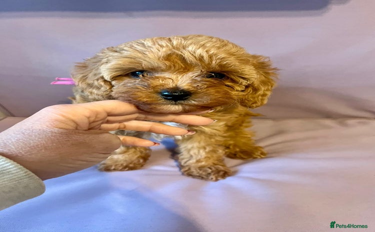 Cavapoo dogs - Advert 14