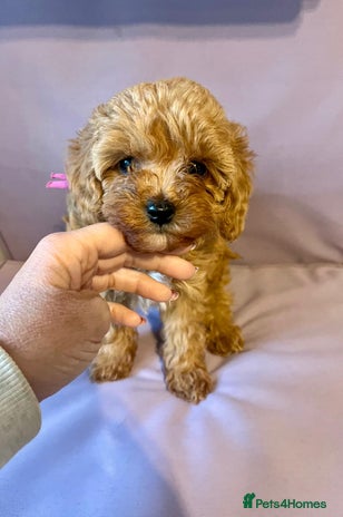 Cavapoo dogs - Advert 14