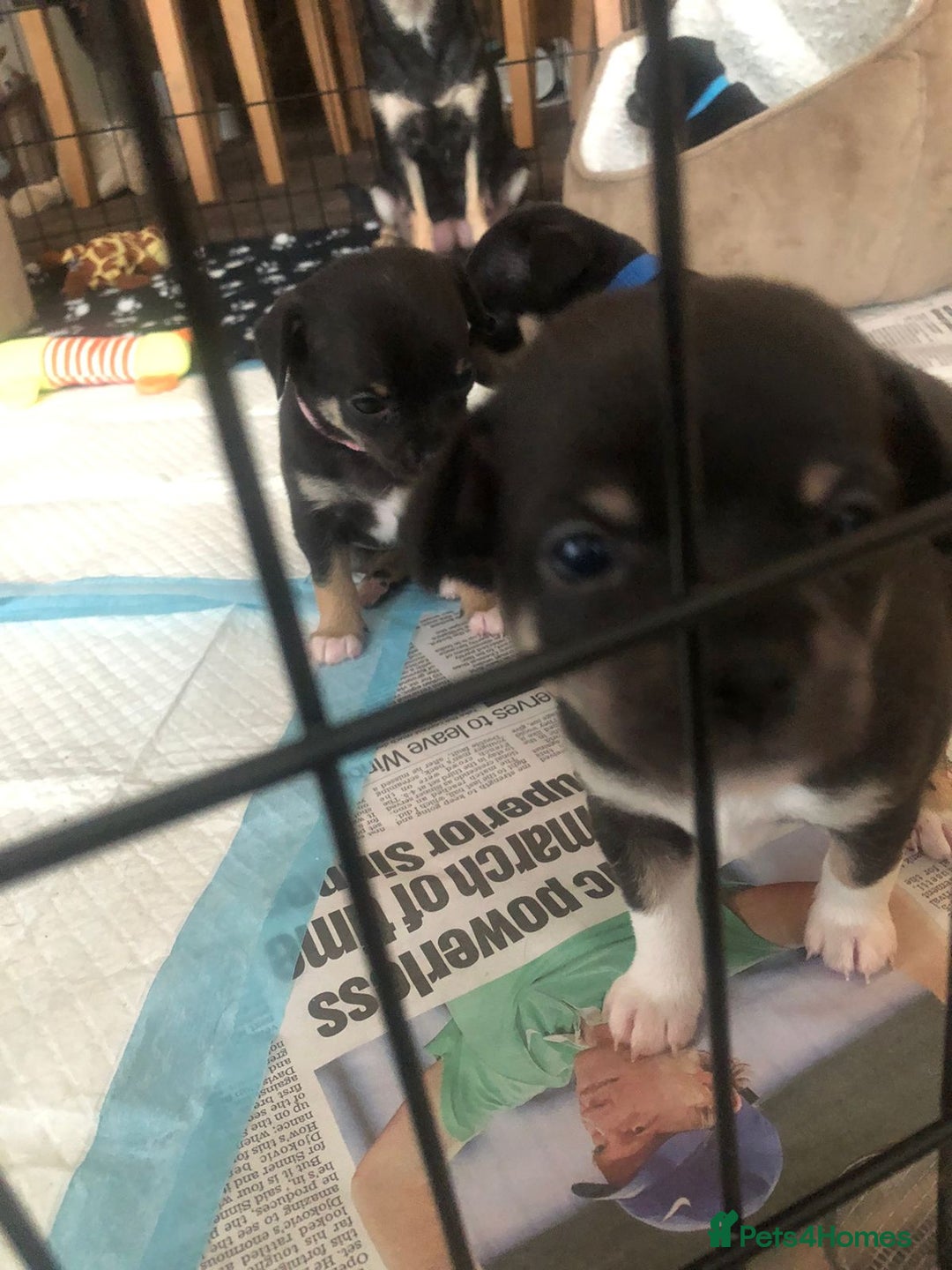 Chihuahua dogs for sale: Adorable black and tan chihuahua puppies  - Image 18