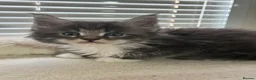 Maine Coon cats for sale: TICA Registered Maine Coon Kittens Reserve now - Advert 17