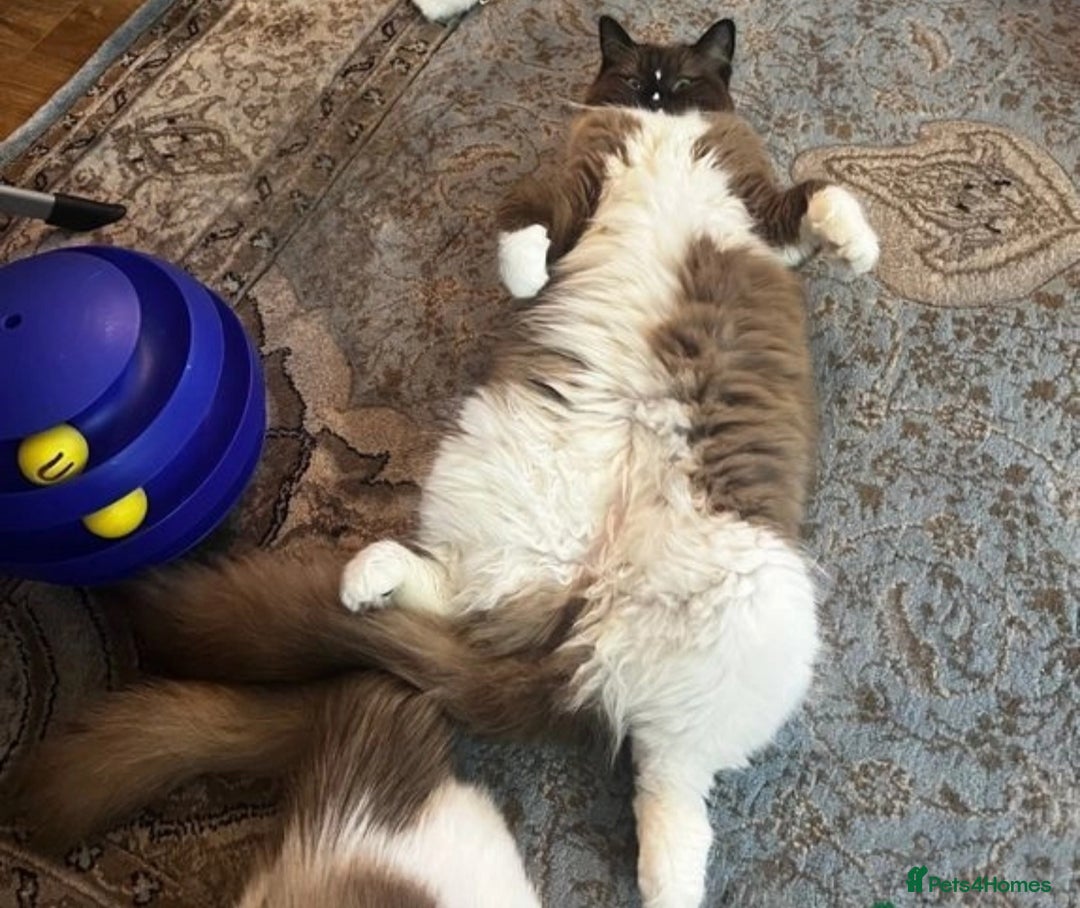 Ragdoll cats for sale: Unique patterned fluffy Ragdoll kittens - Image 28
