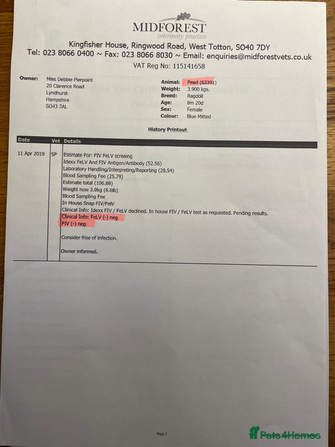 Ragdoll cats for sale: Male ragdoll 2 years old - Advert 12