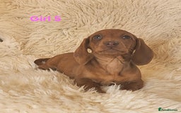 Miniature Dachshund dogs for sale: 6 adorable miniature dashund puppy’s  - Image 11
