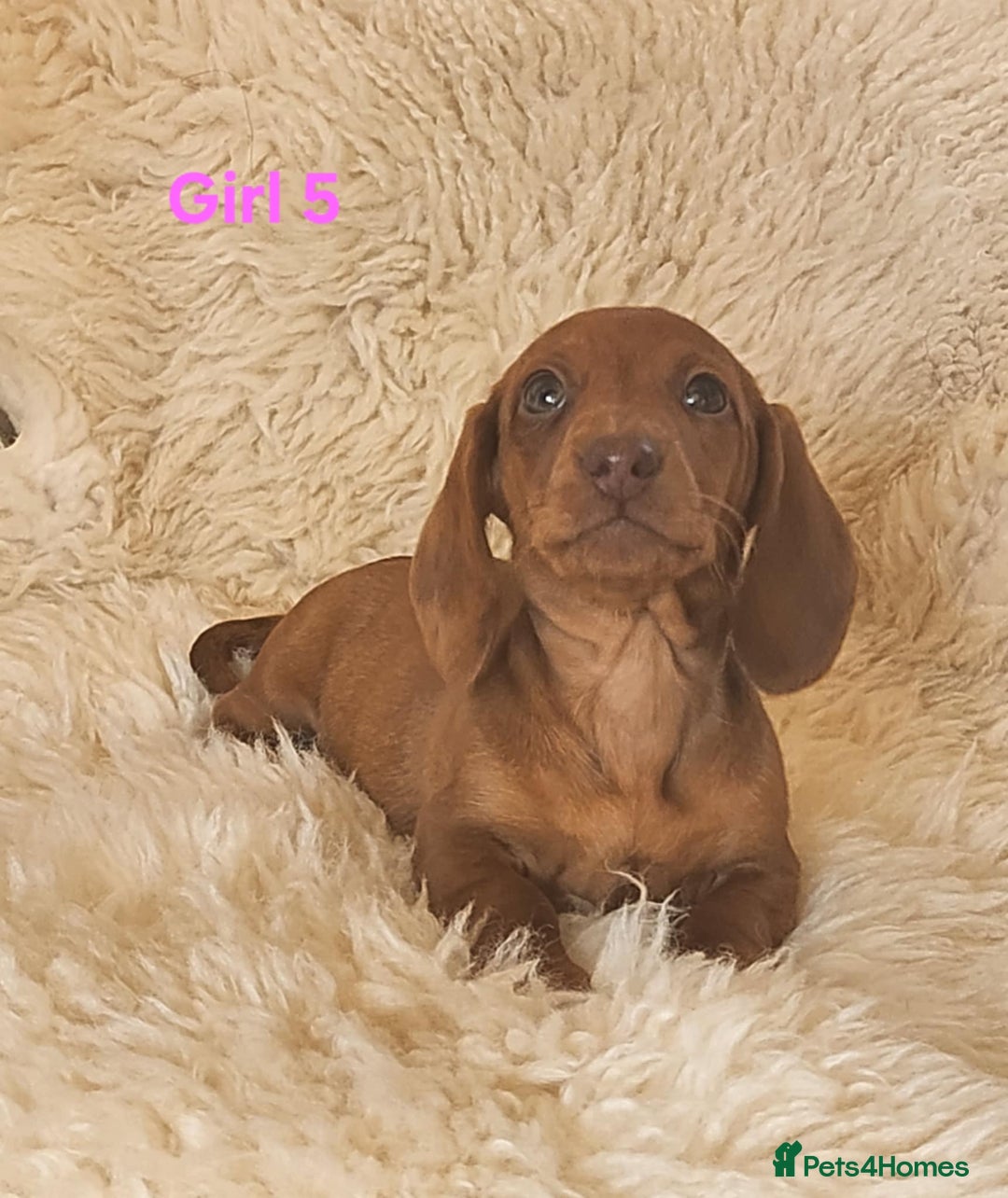 Miniature Dachshund dogs for sale: 6 adorable miniature dashund puppy’s  - Image 11