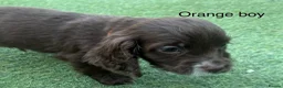 Cocker Spaniel dogs for sale: Beautiful cocker spaniel - Advert 12