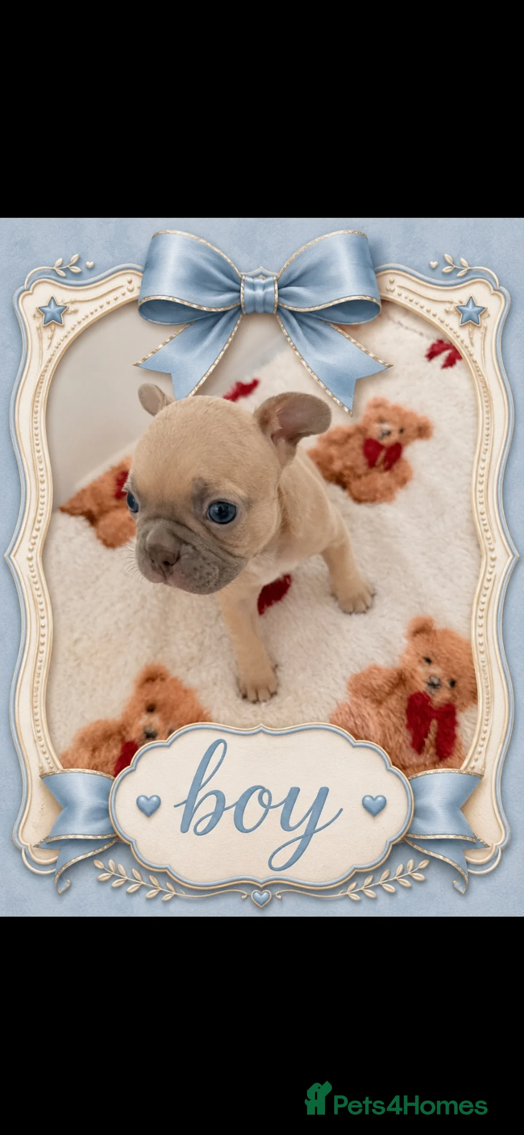 French Bulldog dogs for sale: French bull dog puppies in Coatbridge - Advert 8