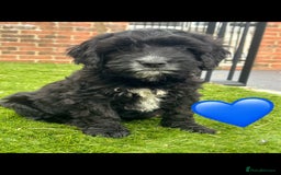 Cockapoo dogs for sale: 💙 7 stunning cockapoo puppies for sale 🩷 - Image 8