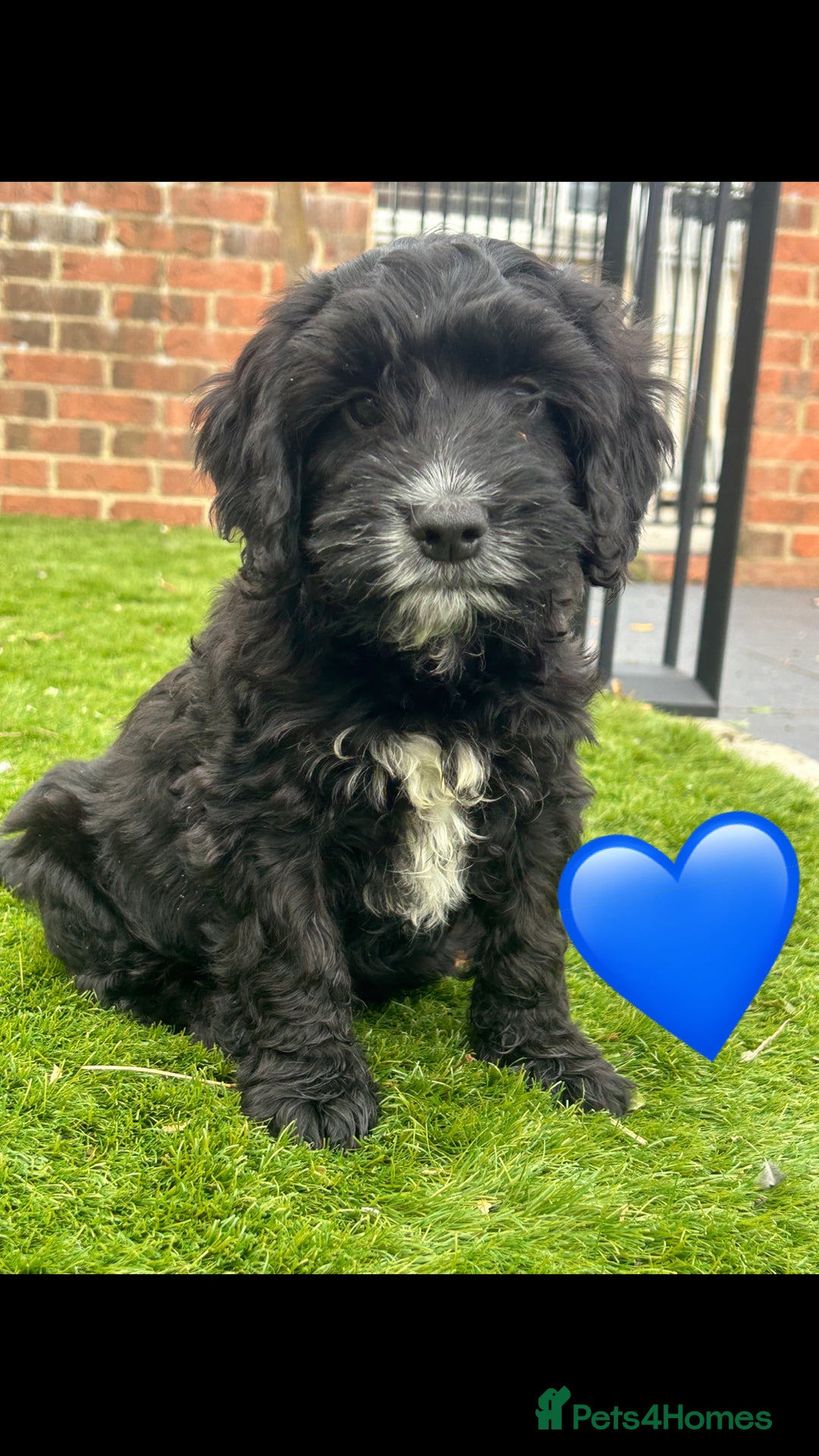 Cockapoo dogs for sale: 💙 7 stunning cockapoo puppies for sale 🩷 - Image 8