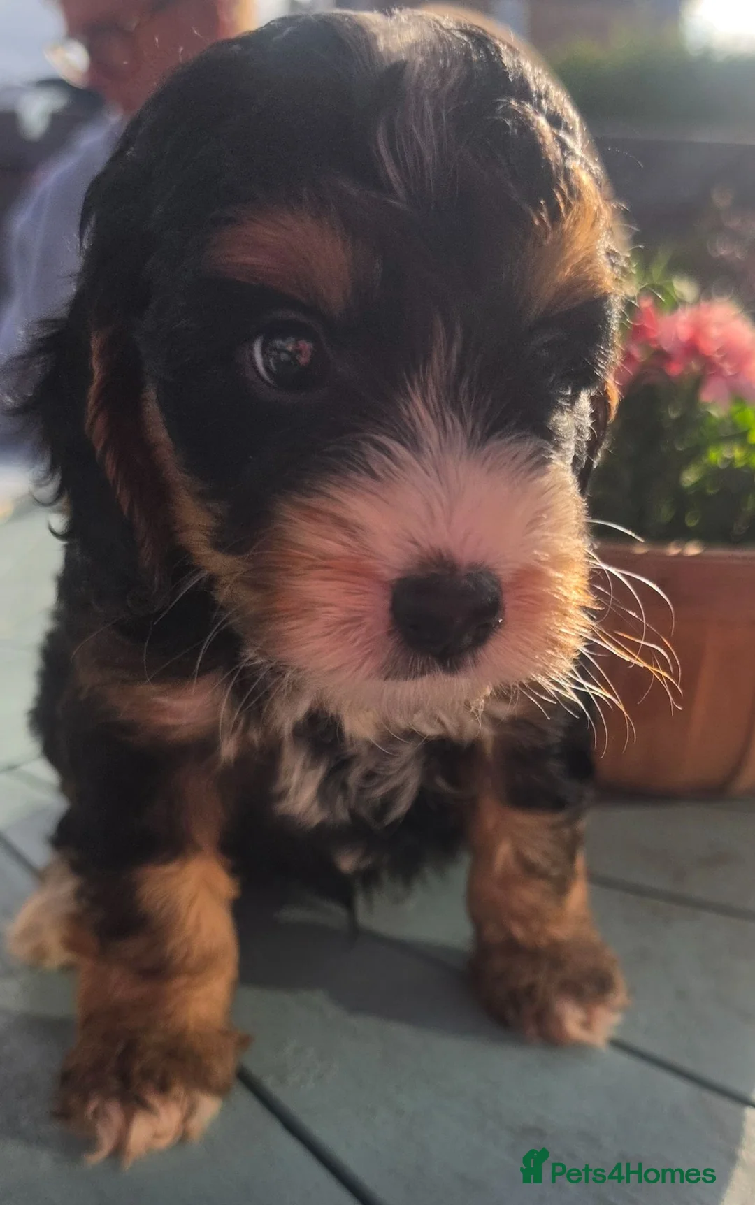 Cockapoo dogs for sale: Stunning F1 Cockapoo Puppies Beautiful Colours - Advert 2
