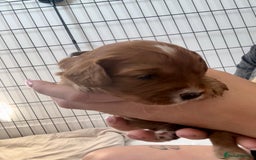 Cavapoo dogs for sale: Red Cavapoo Puppies 4 males 1 female Left - Image 9
