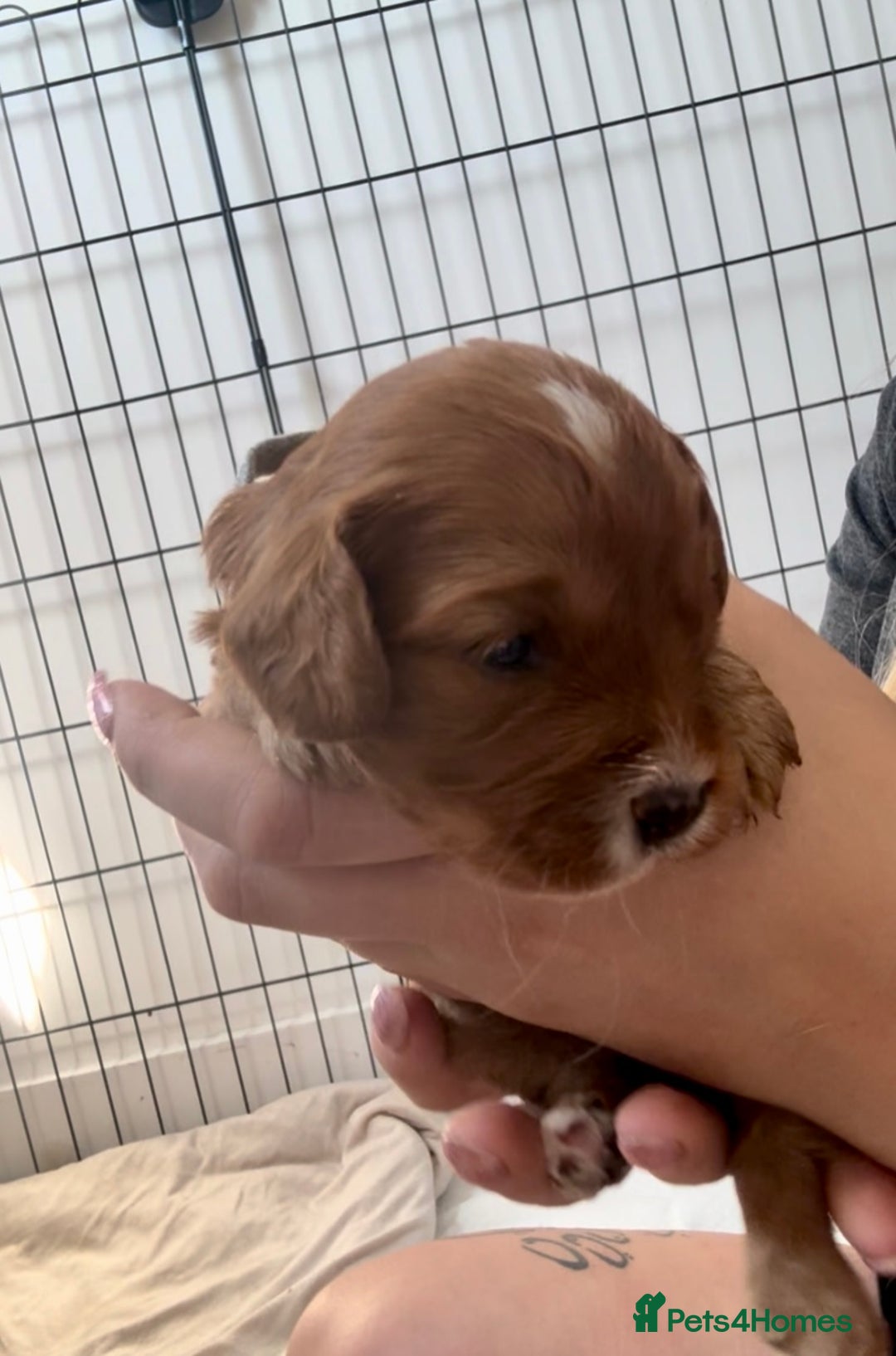 Cavapoo dogs for sale: Red Cavapoo Puppies 4 males 1 female Left - Image 9