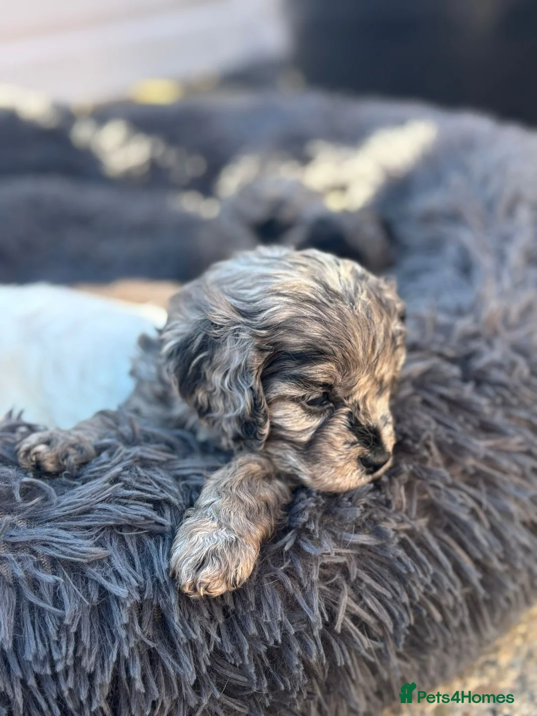 Cavapoo dogs for sale: Cavapoo - Advert 19