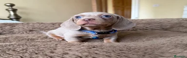 Miniature Dachshund Puppy 2