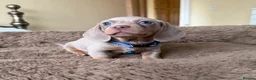 Miniature Dachshund dogs for sale: Adorable miniature dachshund puppies  in Galashiels - Advert 5