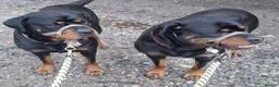 Rottweiler dogs for sale: Courageous, Intelligent & Devoted Rottweilers in Hull - Advert 14