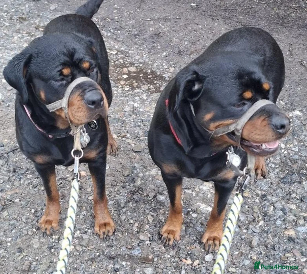 Rottweiler dogs for sale: Courageous, Intelligent & Devoted Rottweilers in Hull - Advert 14