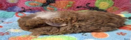 Guinea Pig rodents for sale: Baby Boars In Different Breeds  - Advert 21