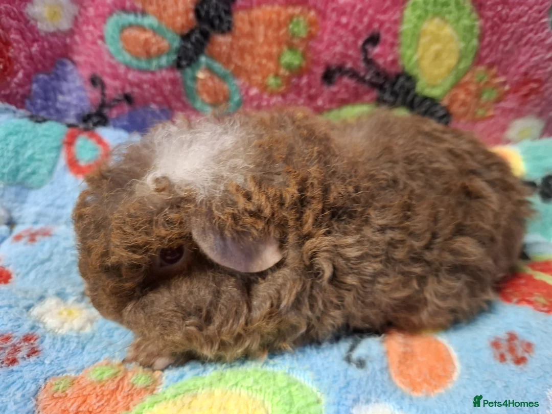 Guinea Pig rodents for sale: Baby Boars In Different Breeds  - Advert 21