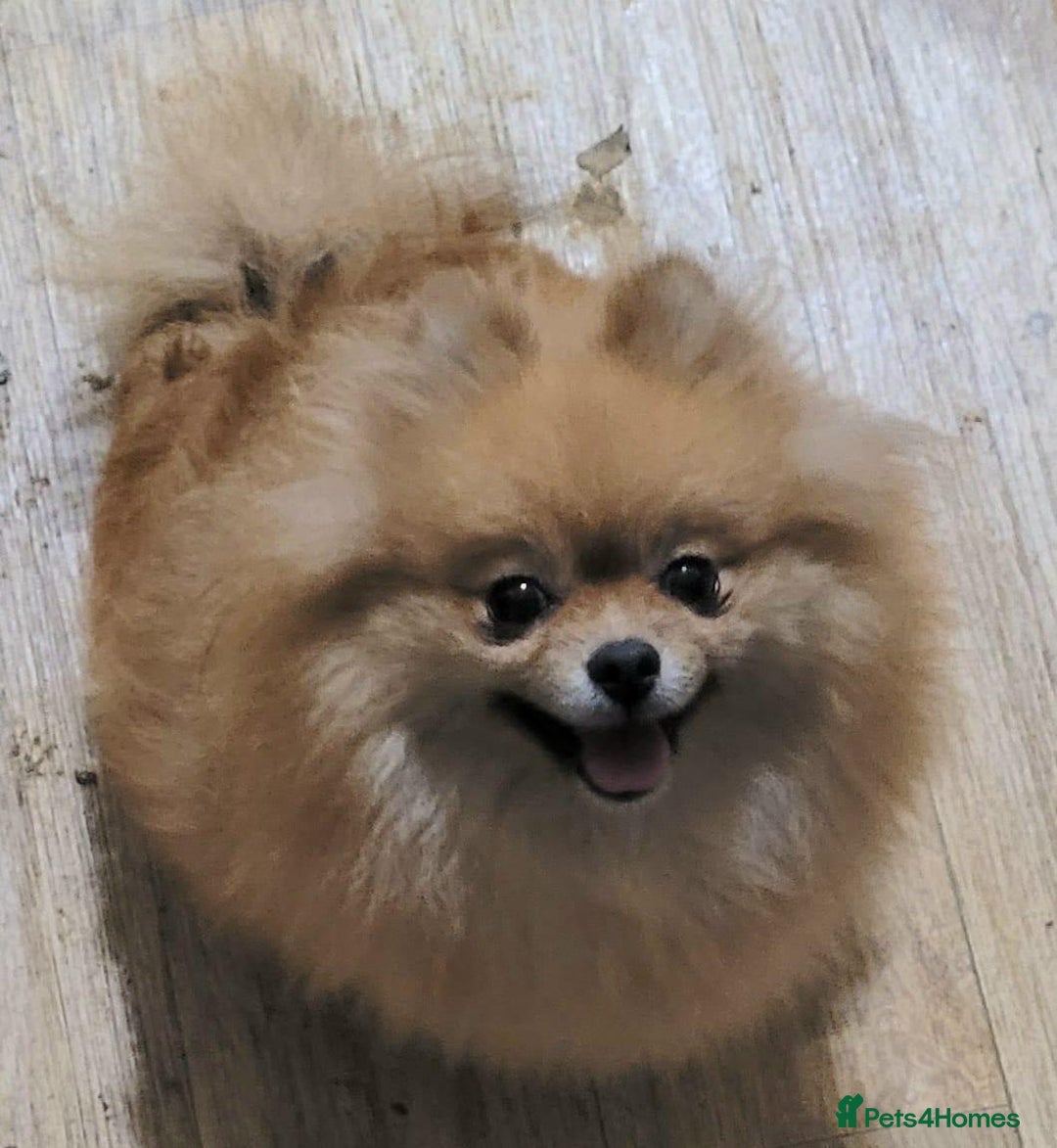 Pomeranian dogs for sale: BEAUTIFUL POMERANIAN GIRL  - Advert 9