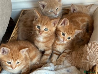 Maine Coon cats Mainecoon cross - Advert 3