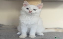 Ragdoll cats for sale: Gentle, Cuddly, Affectionate, Playful Kittens - Image 12