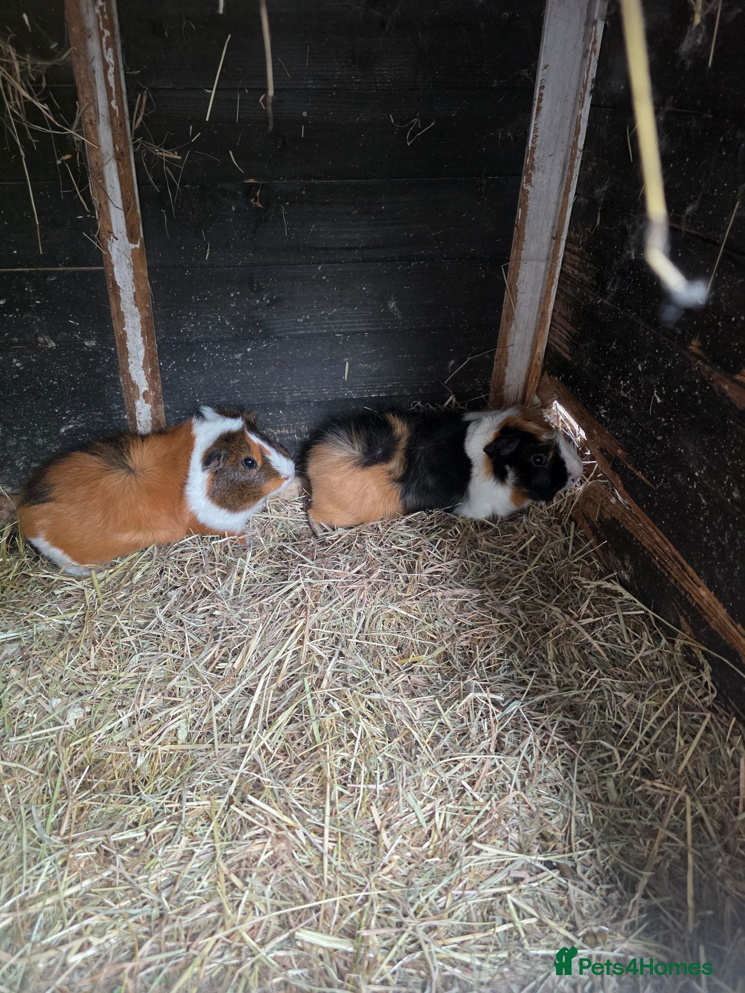 Guinea Pig rodents Male Guinea pigs - Advert 17