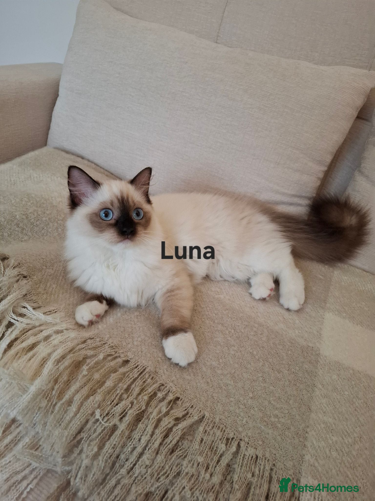 Ragdoll cats The last femal left. TICA registered active. - Advert 2