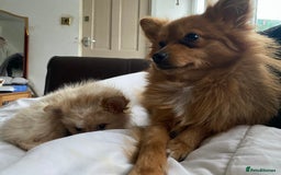 Pomeranian dogs for sale: Lovely dog for sale  - Image 11