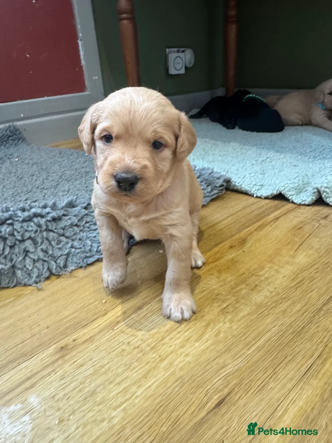 Labradoodle dogs for sale: Labradoodle F1 Puppies Health Tested Parents   - Advert 13