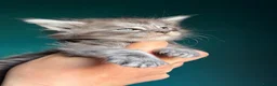 Maine Coon cats for sale: Maine Coons with Tests, Papers, Vet Checks & Vacc. - Advert 17